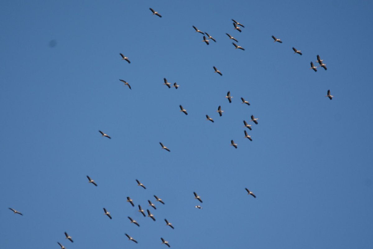Dungeness Bird Observatory tweet media