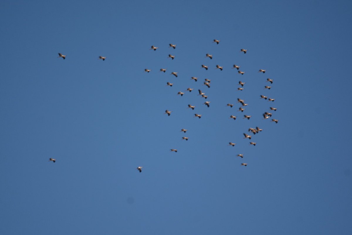 Dungeness Bird Observatory tweet media