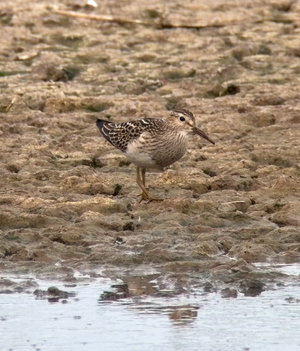 waterthrush11's tweet photo. A great birding weekend with @cotingavic . Excellent wader day at Titchwell on Saturday and conveniently positioned for Hickling on Sunday. https://t.co/y56Qc4BllM