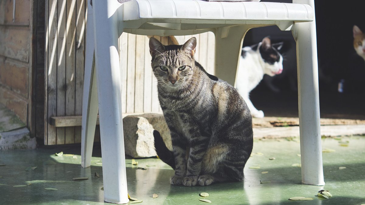 En Guiu (2 anys) va arribar a la protectora quan només era un cadell. 💔 No és un gat carinyós, però mereix una família amb experiència que li doni l’oportunitat que tant necessita. 🐾 Dona-li una segona oportunitat #Adopta #Guiu