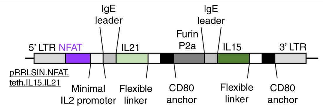 GPC2-Targeted CAR T Cells Engineered with NFAT-Inducible Membrane-Tethered IL15/IL21 Exhibit Enhanced Activity against Neuroblastoma
 doi.org/10.1158/2326-6… <a href="/okadar_in_usa/">Reona Okada MD PhD</a> <a href="/CotiRodriguez/">Constanza Rodriguez</a> <a href="/DrXiyuanZhang/">Dr. Xiyuan Zhang</a> <a href="/TaisukeKondo1/">Taisuke Kondo, D.V.M., Ph.D.</a> <a href="/theNCI/">National Cancer Institute</a> @NCI_CCR_PedOnc