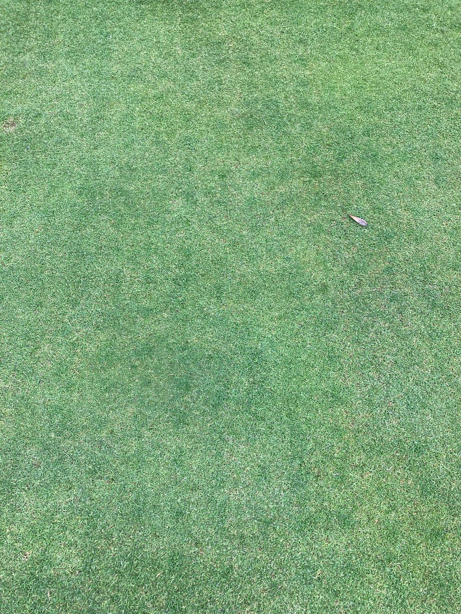 Excellent Establishment from   <a href="/GerminalAmenity/">Germinal Amenity</a> ForeFront Greens BrownTop Bent and Creeping Bent blend <a href="/AtherstoneGolf/">Atherstone Golf Club</a> 4 weeks after Proactive overseeding