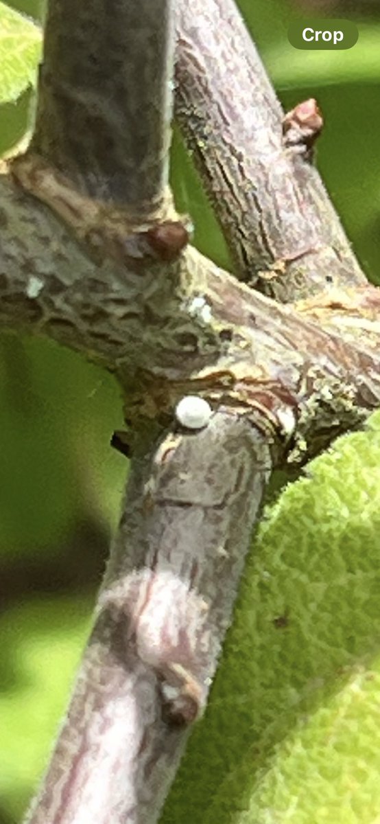 Bingo! I thought I’d left it too late to see Brown Hairstreak but this female showed at the superb Ryton Wood Meadows NR today. A first for me! Thanks to Tara for showing me several tiny eggs too - amazing. Overhead a family of noisy Hobbies ☺️👍  <a href="/savebutterflies/">Butterfly Conservation 🦋</a> <a href="/BCWarwickshire/">BC Warwickshire</a>