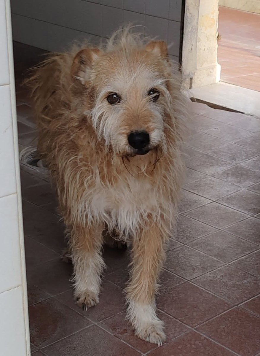 Paquinto sempre in canile da 15 anni. È un cane sano, socievole, bello, una tg media. Facciamogli vivere gli ultimi anni fuori dalle sbarre‼️Canile di Pagani (SA) ☎️ 3792627931. ‼️🏡‼️🏡⚠️⚠️⚠️🙏❤️❤️❤️❤️