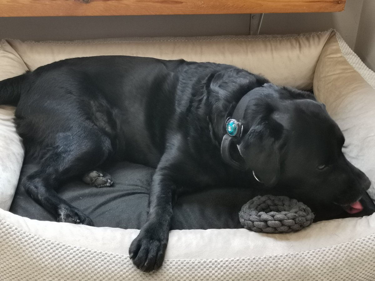 Heute mal wieder Lennox besucht. Er war allerdings sehr mit seinem Kauring geschäftigt und hat mir dann nur müde die Pfote hingehalten. 🤨 Wahrscheinlich weil ich kein Leckerli dabei hatte. 🤔