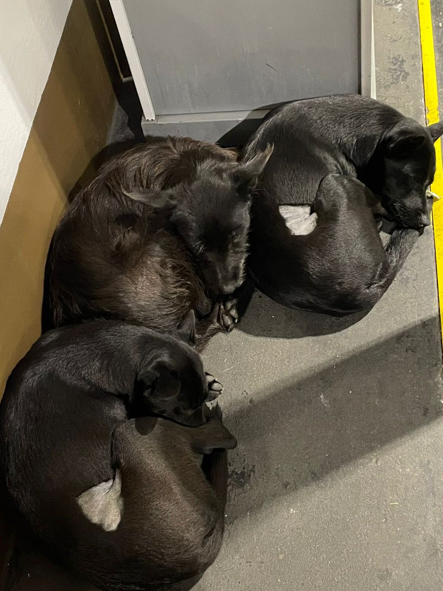 Madre 2 hijas pequeñas,  estan las 3 castrados en Shell de malabia en Banfield . 
A ver si le podemos encontrar familias ❤️