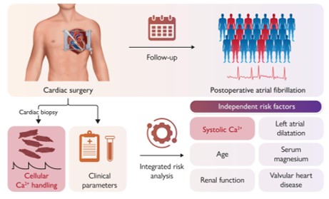 Thrilled to share our new publication in <a href="/ehj_ed/">EHJ Editor-in-Chief</a>!

We developed a score that predicts #AFib after cardiac surgery - powered by experimental data from individual patient samples. A proud step bridging bench &amp; bedside.

Huge thanks to <a href="/doktor_ska/">Stefan Kallenberger</a> &amp; <a href="/funshofaks/">Faks</a> and the whole team
