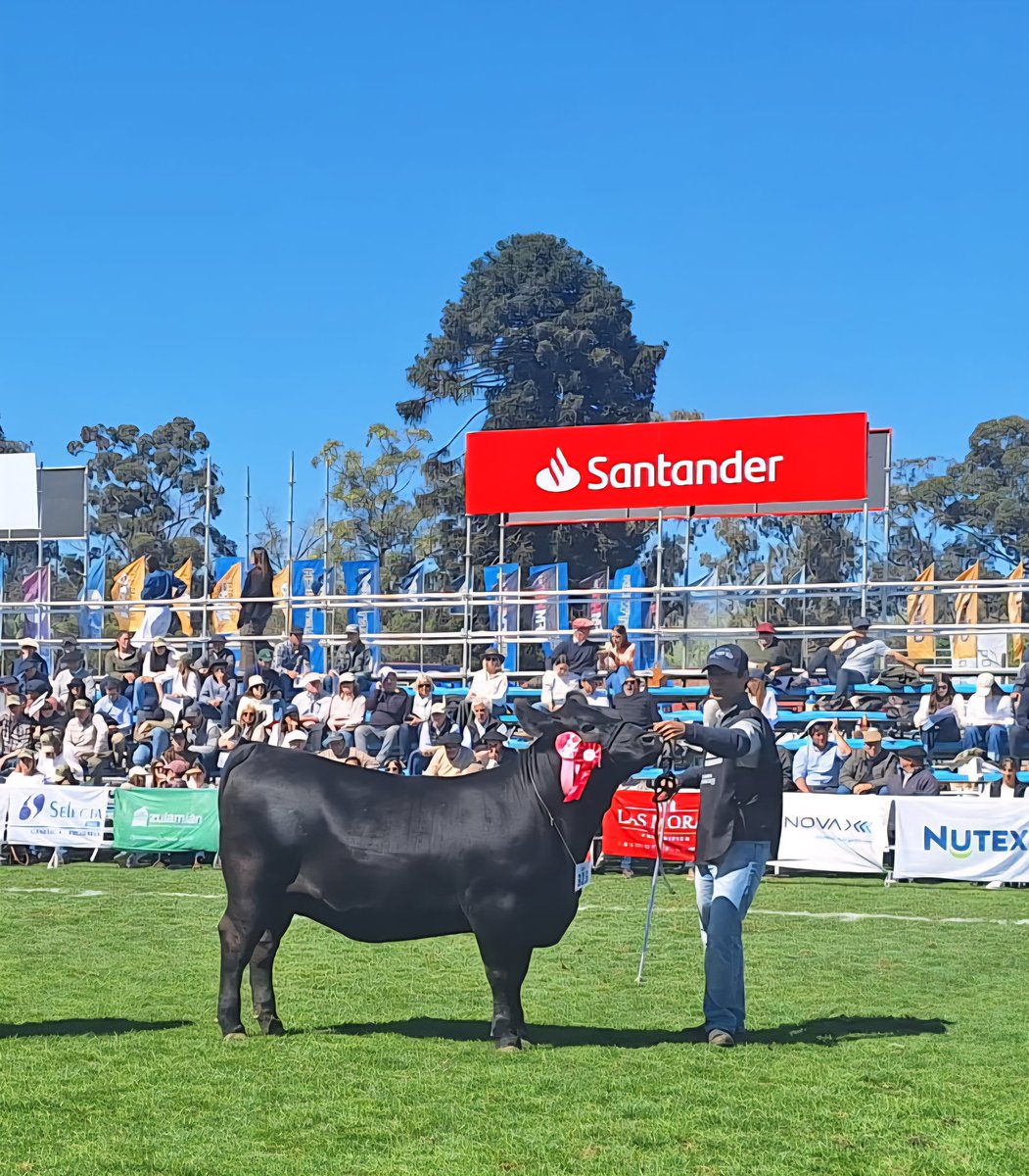 Muy contentos!!

➡️ RESERVADA CAMPEONA TERNERA MAYOR!!

<a href="/CampoCierto/">Campo Cierto</a> 
<a href="/AngusUruguay/">Angus Uruguay</a>