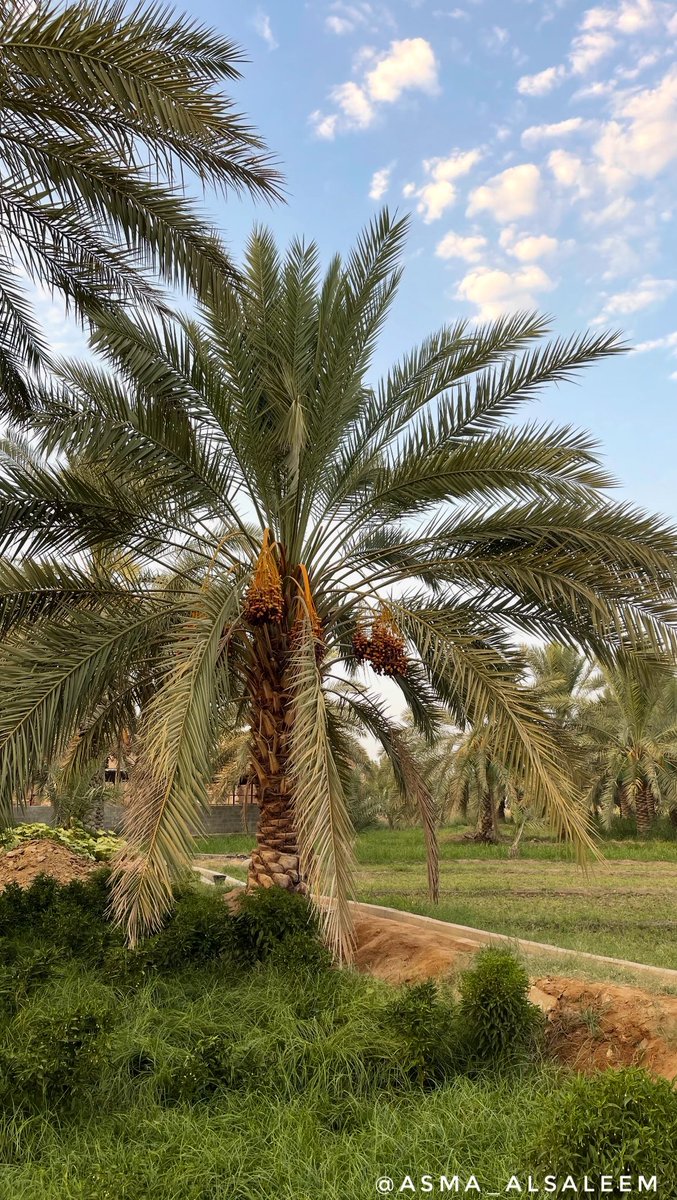 _ صورة برائحة المزارع العتيقه 🍃🤍..