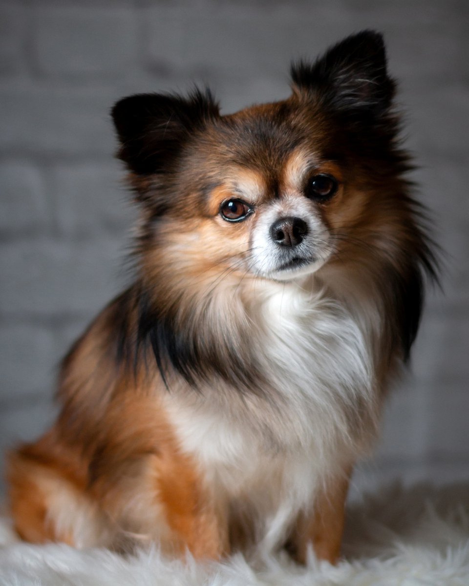 thesopawsome's tweet image. Every day with my chihuahua is a tiny adventure filled with big love. ❤️ #ChihuahuaAdventures #ChiLove #TinyAdventures #DogLove #ChiLife