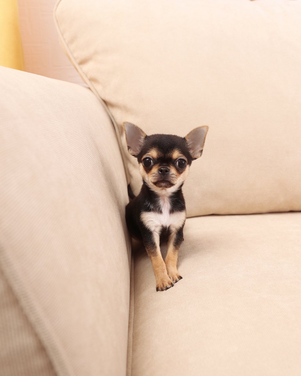 thesopawsome's tweet image. Every day with my chihuahua is a tiny adventure filled with big love. ❤️ #ChihuahuaAdventures #ChiLove #TinyAdventures #DogLove #ChiLife