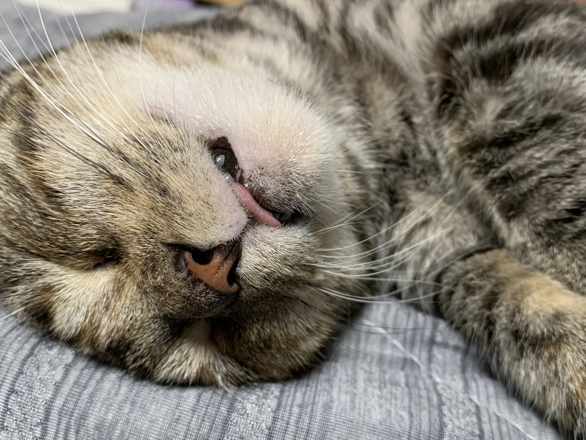 ねこ Amazon.co.jp: 青島文化教材社 スカイネット 立体パズル 4D
