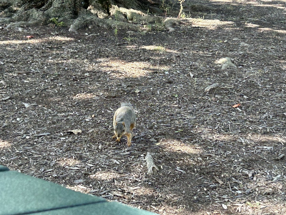 Squirrel decided to say hi