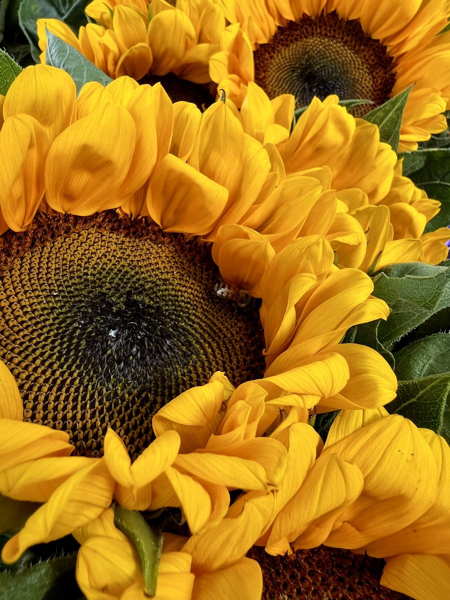 JudithArriagaH's tweet image. Martes de flores 🌺 
#Sonrie #LaVidaEsBella