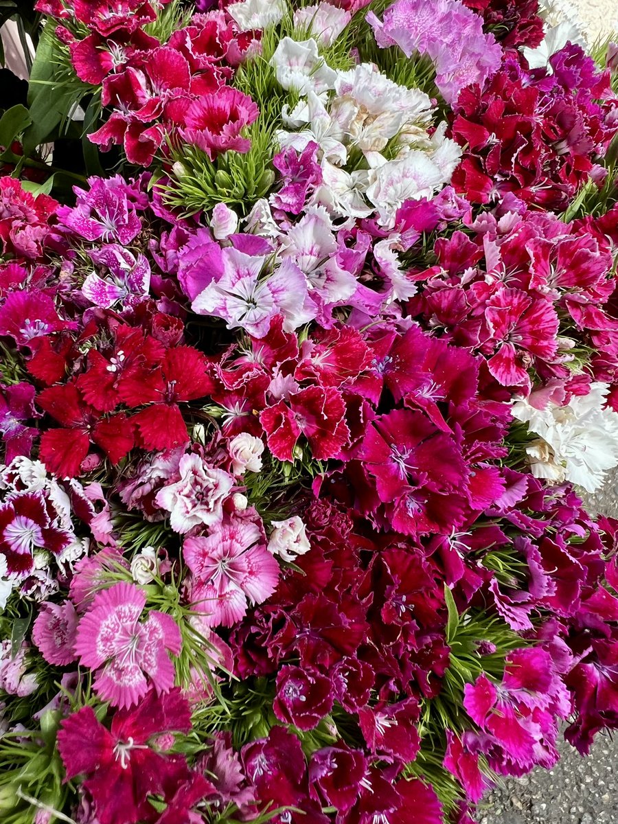 JudithArriagaH's tweet image. Martes de flores 🌺 
#Sonrie #LaVidaEsBella