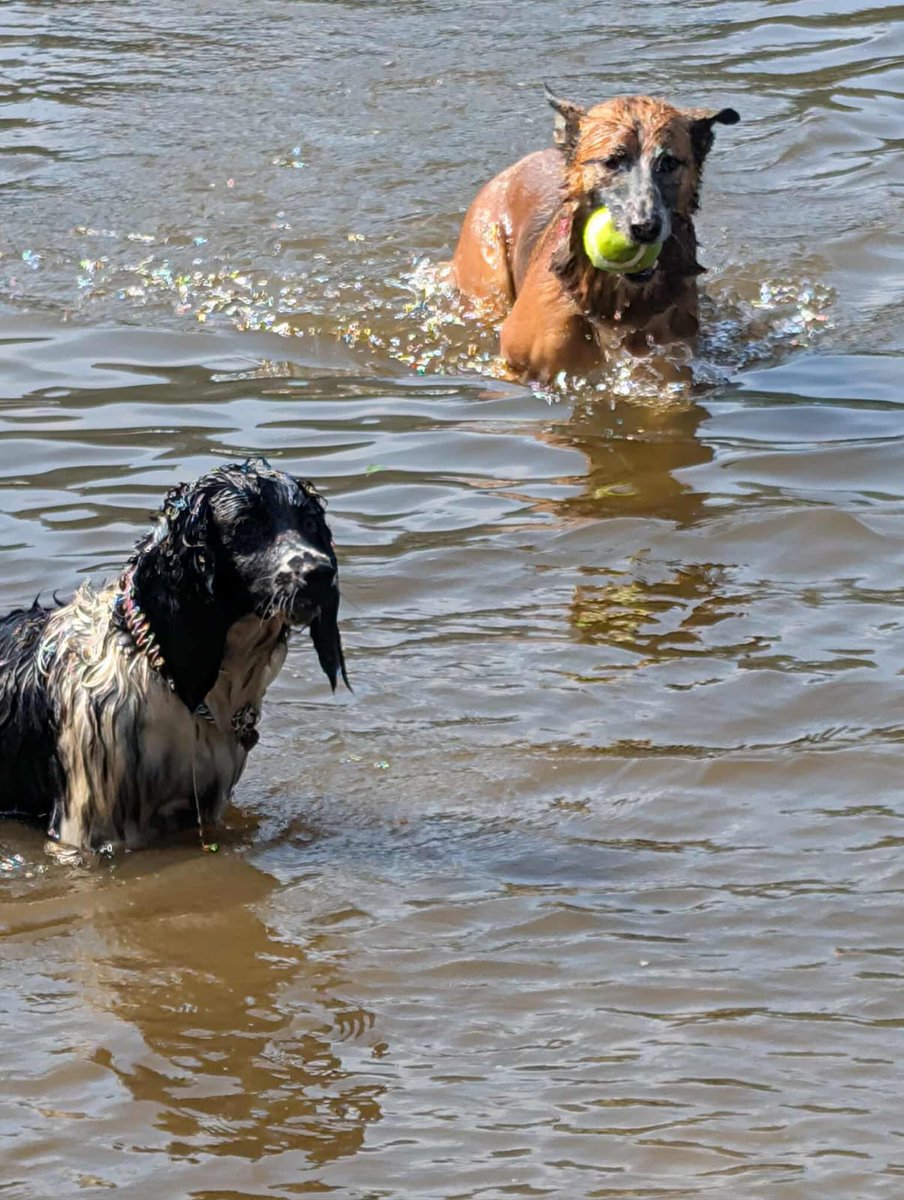 Shambles tweet media