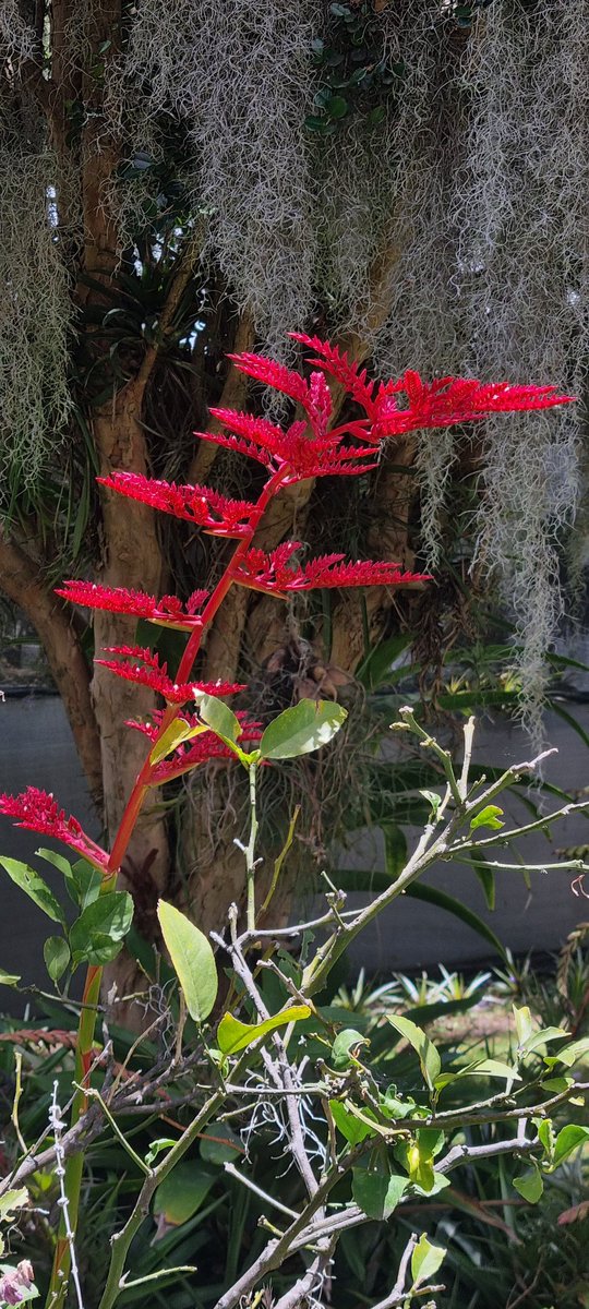 #Racinaea fraseri (inflorescencia roja/flores blancas) y #Tillandsia usneoides, dos especies muy fuertes y abundantes en nuestro país, la primera es hogar de anfibios, la segunda es usada por las aves para hacer sus nidos, se adaptan muy bien en #Quito y #Tumbaco.