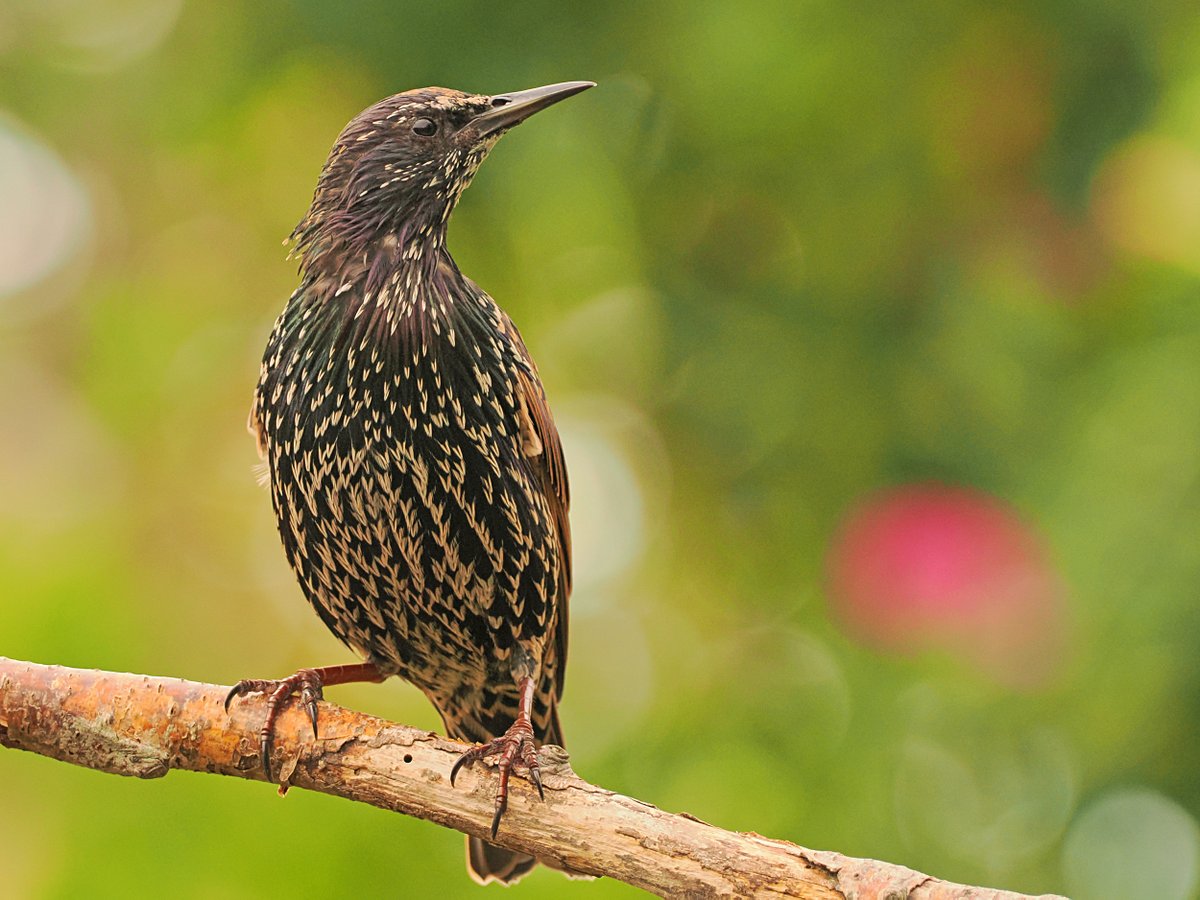 Starling - photographed 29 August 2025 in the garden.
