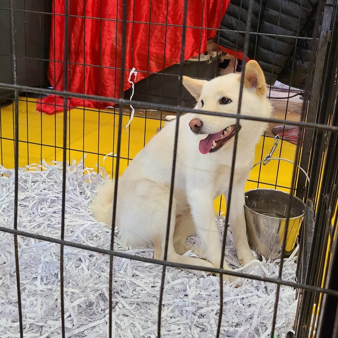 #ChiotBusiness
🐶 Valence interdit les salons du chiot

Le Palais des Congrès Jacques Chirac à Valence n'accueillera plus de salons exposant des chiots. Une première victoire contre l'exploitation commerciale des jeunes animaux.

Ces salons sont de véritables calvaires où des