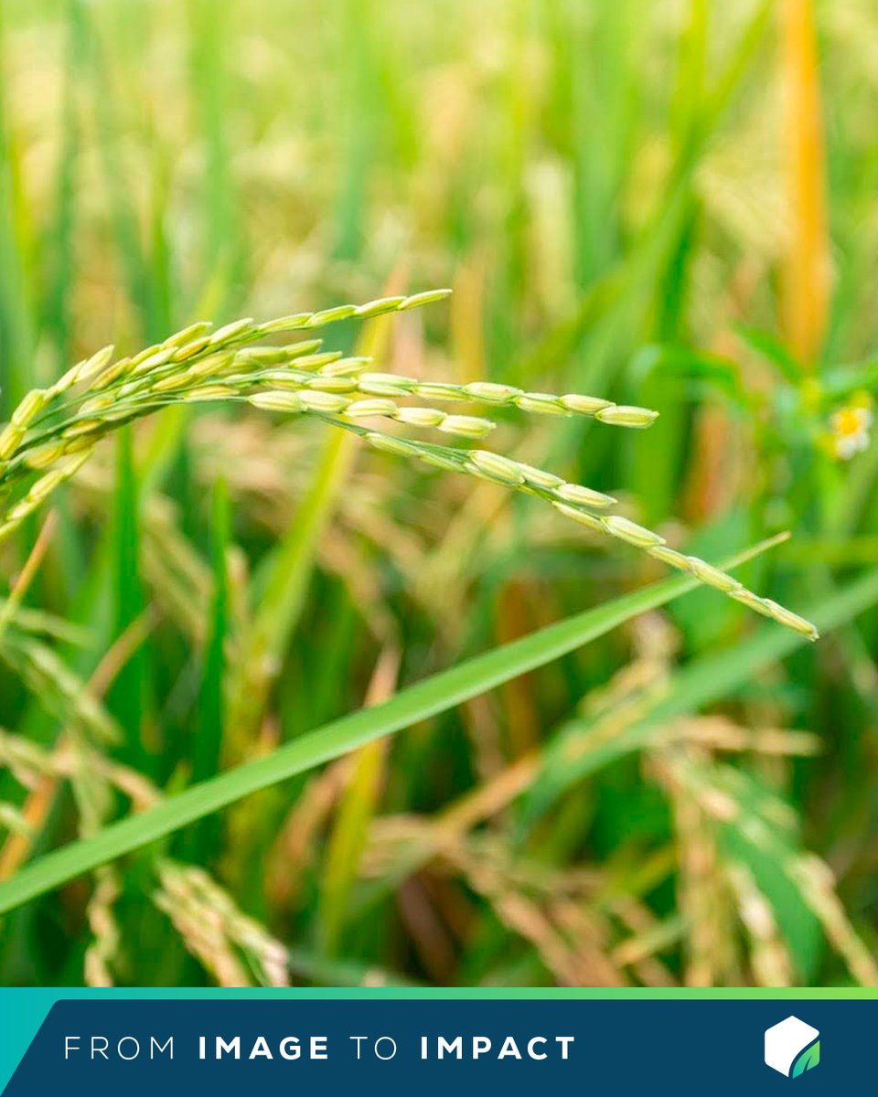 Pix4D_AG's tweet image. 🌾 In just 3 hours, a drone and #PIX4Dfields helped a Uruguayan rice farmer assess wind damage across 268 hectares. KPN Metior used the software to provide a detailed report with accurate data for smarter crop management and insurance claims. Learn how pix4d.com/blog/wind-dama…
