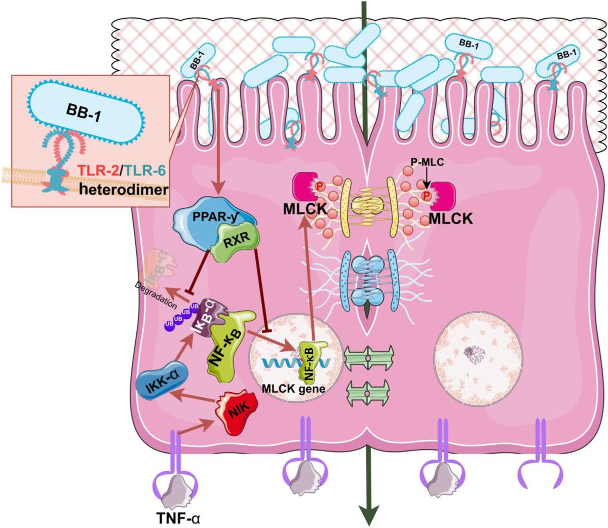 AJPathology's tweet image. #LegacyContent: Bifidobacterium bifidum Strain BB1 Inhibits Tumor Necrosis Factor-α–Induced Increase in Intestinal Epithelial Tight Junction Permeability via [...] Suppression of NF-κB p65

Free in the #OpenArchive: ajp.amjpathol.org/article/S0002-…