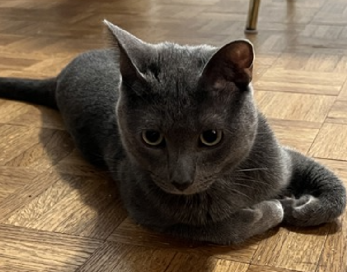 JLthekid9999's tweet photo. ππ GHOST, 2 YO, MALE β IN MANHATTAN ACC - came into the shelter as an aco - owner surrender on 8/19/2025, with the surrender reason stated as animal behavior - too unsocial. ππ πΏ πΏ πΏ πΏ
β‘οΈTBD 9/11/25
β‘οΈ NEW HOPE RESCUE PARTNER ONLY
β‘οΈ TOO LOW ON PLEDGES TO STIMULATE RESCUE INTEREST
β‘οΈ ππ 3RD Chance on Emergency Placement List β NO ROOM IN SHELTER β WILL NOT BE GIVEN MUCH MORE TIME β VERY HIGH EU/SILENT KILL RISKβ ππ π±π₯π₯π±
β‘οΈ 22 DAYS IN SHELTER β TOO LONG β TIME IS RUNNING OUT
β‘οΈ GHOST IS ON THE EPL FOR BEHAVIORAL REASONS -He is not thriving in the care center and continues to display challenging behavior during interactions. He is extremely intelligent and high energy, and needs to expend energy constructively with interactive play sessions 3-4X/day. In addition to playtime, this cat would also benefit from mental exercise from activities such as puzzle toys/games, lick mats, or clicker training. Without providing activity for his mind and body, the cat may react with rough play, potentially resulting in bite/scratch incidents. This designation often means that the cat will be given very little time for rescue/foster/adoption. π₯π₯π₯π₯
My foster writes: Despite his name, there is nothing scary about this Ghost, though you may find yourself wondering if HE has just seen a ghost when you pet him, especially when rubbing his belly and scratching his chin. This cute, small, beautiful little kitty will keep you entertained every moment you spend with him, and wants nothing more than to spend the rest of his life cuddling by your side after he tires himself out exploring every corner of your home and chasing string toys and lasers at full speed, with the energy and clumsiness of a young puppy. Ghost is truly one of a kind-not only because of his piercing green eyes and beautiful gray coat, but because he still has the boundless energy, curiosity and playfulness of a young kitten, and can truly become your most loving & affectionate lifetime companion if you nurture his playful nature and desire to always be near you. He is very friendly and curious toward strangers, and anyone willing to dangle a string toy that he can chase for hours on end. While Ghost has been living happily with a senior older brother in his foster home, he would also do great as the only cat in the home, and is fine with being home alone while you are at work. Ghost interacts with the observer, appreciates attention, is easy to handle and tolerates all petting. β€οΈ π»β€οΈ π»β€οΈ π»
NEEDS OUT OF SHELTER ASAP β
Please RT or pledge, if you can, to save this little one.
@AdamsPaulGrimke
ππΏπThank you