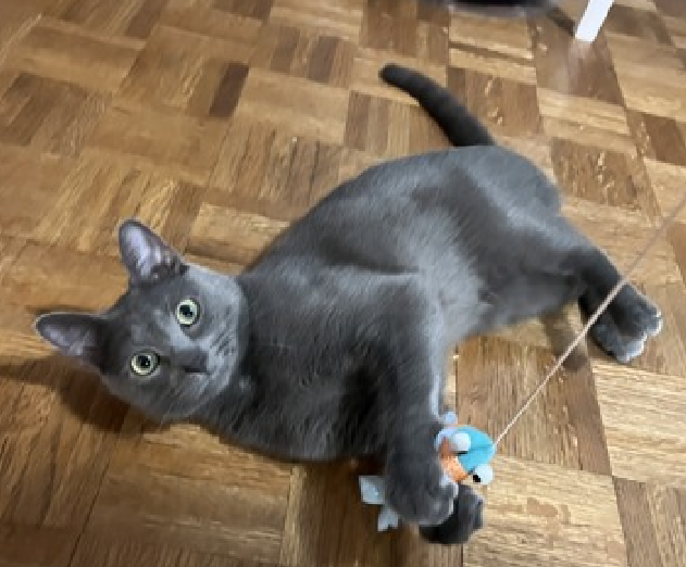 JLthekid9999's tweet photo. ππ GHOST, 2 YO, MALE β IN MANHATTAN ACC - came into the shelter as an aco - owner surrender on 8/19/2025, with the surrender reason stated as animal behavior - too unsocial. ππ πΏ πΏ πΏ πΏ
β‘οΈTBD 9/11/25
β‘οΈ NEW HOPE RESCUE PARTNER ONLY
β‘οΈ TOO LOW ON PLEDGES TO STIMULATE RESCUE INTEREST
β‘οΈ ππ 3RD Chance on Emergency Placement List β NO ROOM IN SHELTER β WILL NOT BE GIVEN MUCH MORE TIME β VERY HIGH EU/SILENT KILL RISKβ ππ π±π₯π₯π±
β‘οΈ 22 DAYS IN SHELTER β TOO LONG β TIME IS RUNNING OUT
β‘οΈ GHOST IS ON THE EPL FOR BEHAVIORAL REASONS -He is not thriving in the care center and continues to display challenging behavior during interactions. He is extremely intelligent and high energy, and needs to expend energy constructively with interactive play sessions 3-4X/day. In addition to playtime, this cat would also benefit from mental exercise from activities such as puzzle toys/games, lick mats, or clicker training. Without providing activity for his mind and body, the cat may react with rough play, potentially resulting in bite/scratch incidents. This designation often means that the cat will be given very little time for rescue/foster/adoption. π₯π₯π₯π₯
My foster writes: Despite his name, there is nothing scary about this Ghost, though you may find yourself wondering if HE has just seen a ghost when you pet him, especially when rubbing his belly and scratching his chin. This cute, small, beautiful little kitty will keep you entertained every moment you spend with him, and wants nothing more than to spend the rest of his life cuddling by your side after he tires himself out exploring every corner of your home and chasing string toys and lasers at full speed, with the energy and clumsiness of a young puppy. Ghost is truly one of a kind-not only because of his piercing green eyes and beautiful gray coat, but because he still has the boundless energy, curiosity and playfulness of a young kitten, and can truly become your most loving & affectionate lifetime companion if you nurture his playful nature and desire to always be near you. He is very friendly and curious toward strangers, and anyone willing to dangle a string toy that he can chase for hours on end. While Ghost has been living happily with a senior older brother in his foster home, he would also do great as the only cat in the home, and is fine with being home alone while you are at work. Ghost interacts with the observer, appreciates attention, is easy to handle and tolerates all petting. β€οΈ π»β€οΈ π»β€οΈ π»
NEEDS OUT OF SHELTER ASAP β
Please RT or pledge, if you can, to save this little one.
@AdamsPaulGrimke
ππΏπThank you