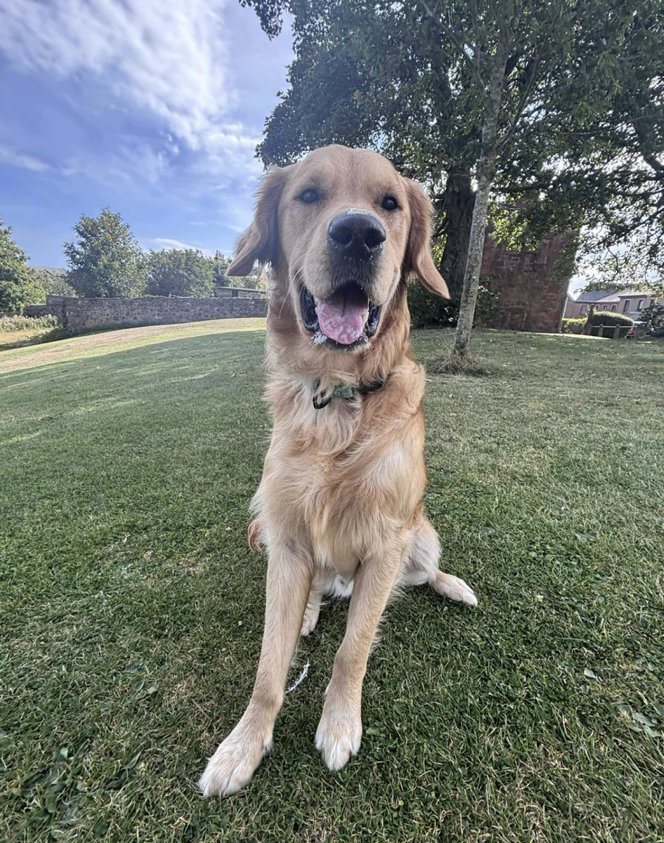 Hudson is available and looking for a new home - all his details are on our website here help2rehome.com Can you share to help him on his way? 🐶 🏠