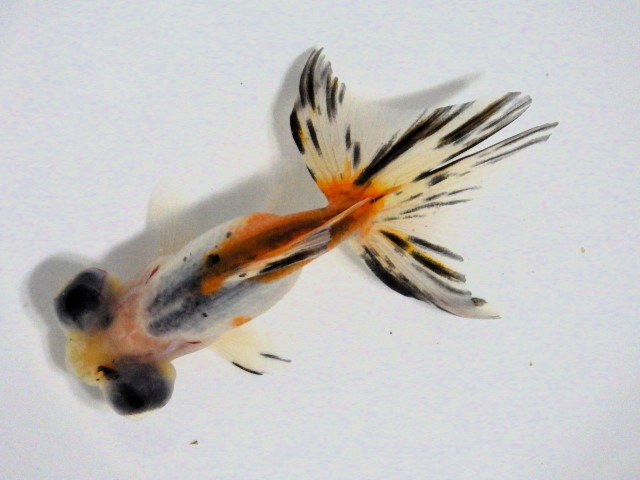 二橋養魚場産　特選更紗ピンポンパール　当才魚　３匹セット　⑤ 二橋養魚場 (@nihashiazuma) &frasl; Posts &frasl; X