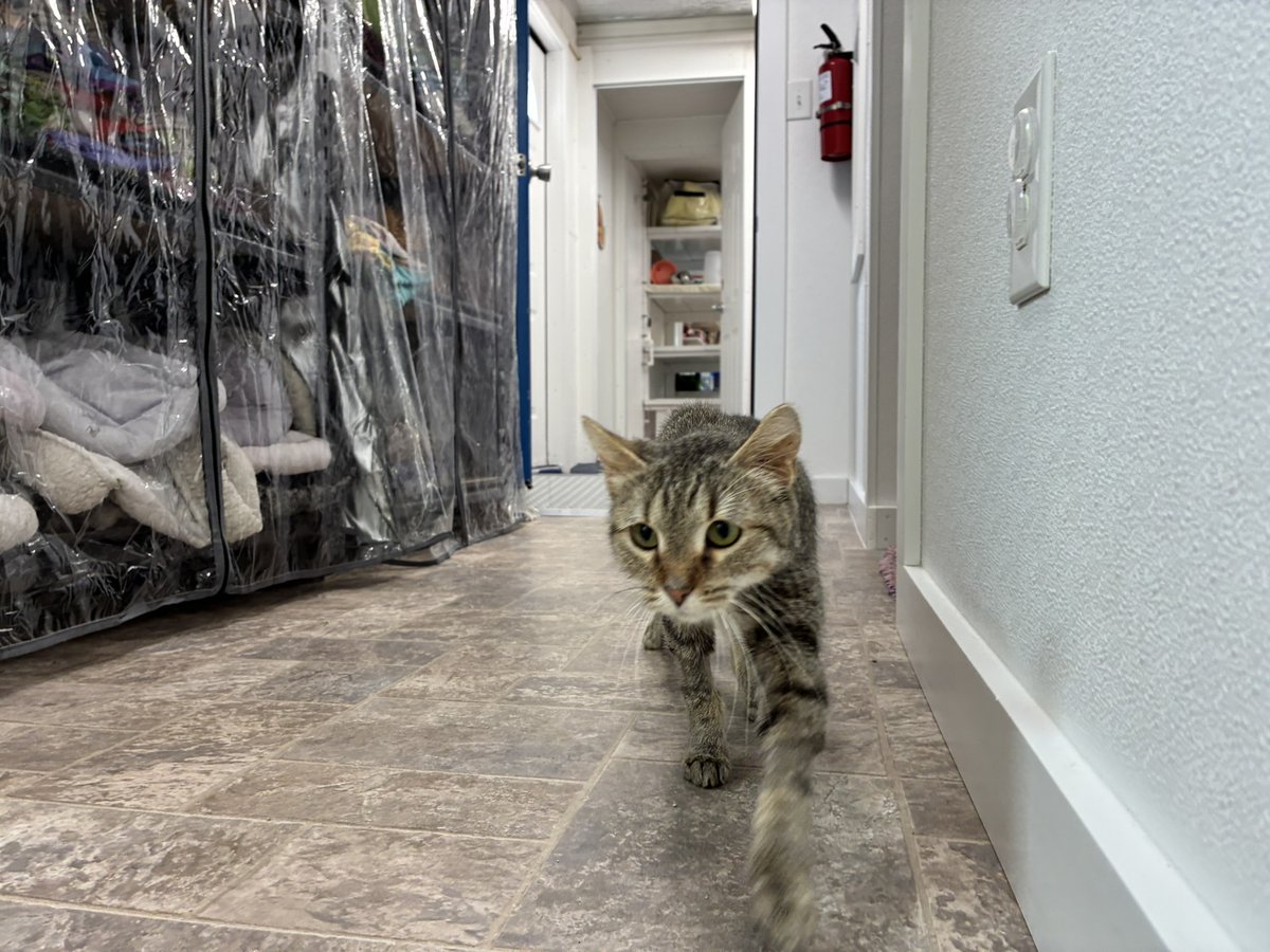 #COTD Ziggy was about to start a new life, but suffered complications during her spay. This left lasting effects, taking her sight among other things. Her rescuer knew she needed long-term care, so now she’s found her forever home with us.

Read more: blindcatrescue.com/cats/ziggy.htm