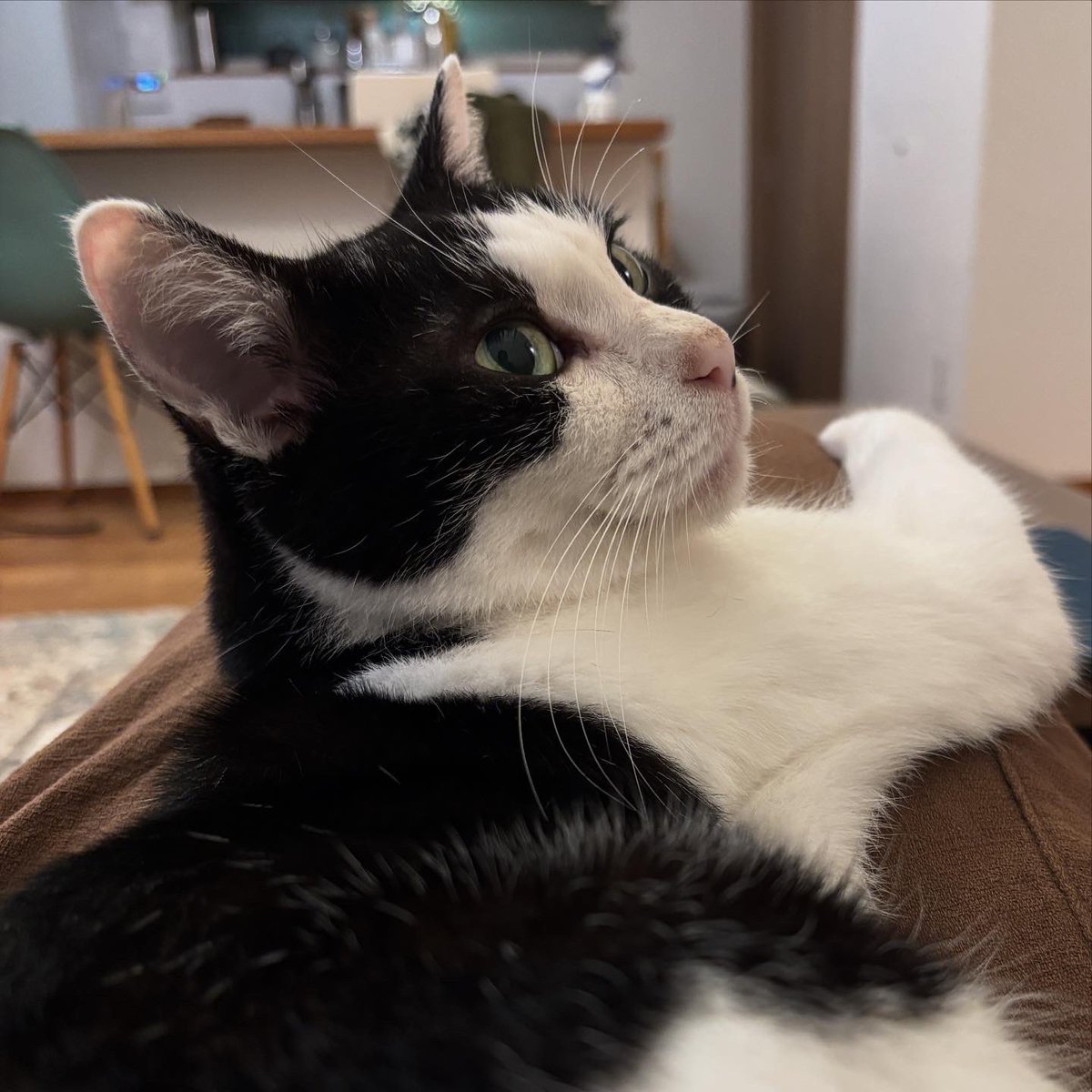 chigol's tweet photo. 膝で寝る猫、起きた
#白黒猫 https://t.co/vmEHnbkkew