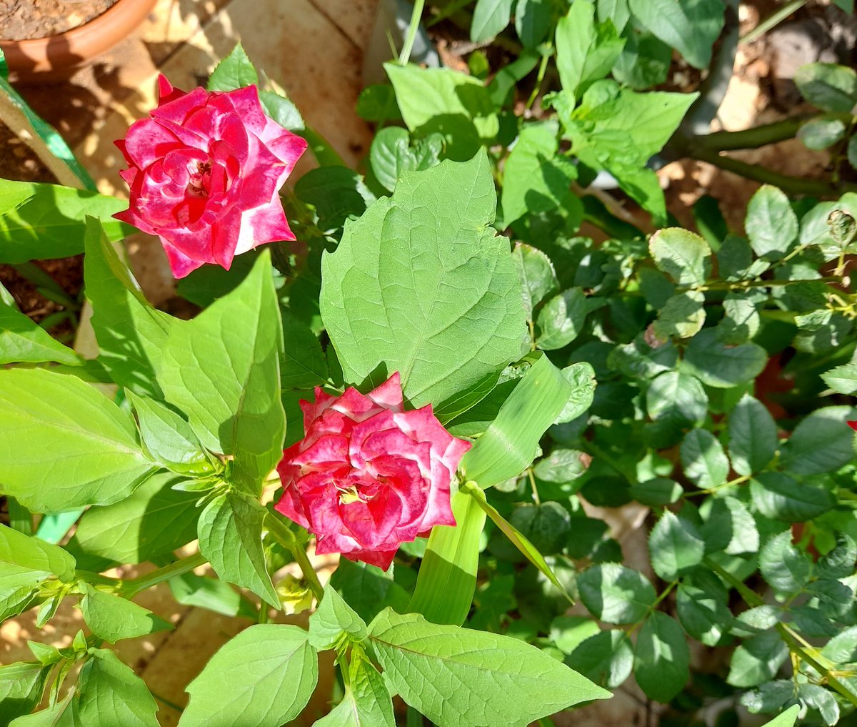 mayilravi's tweet image. #pairs