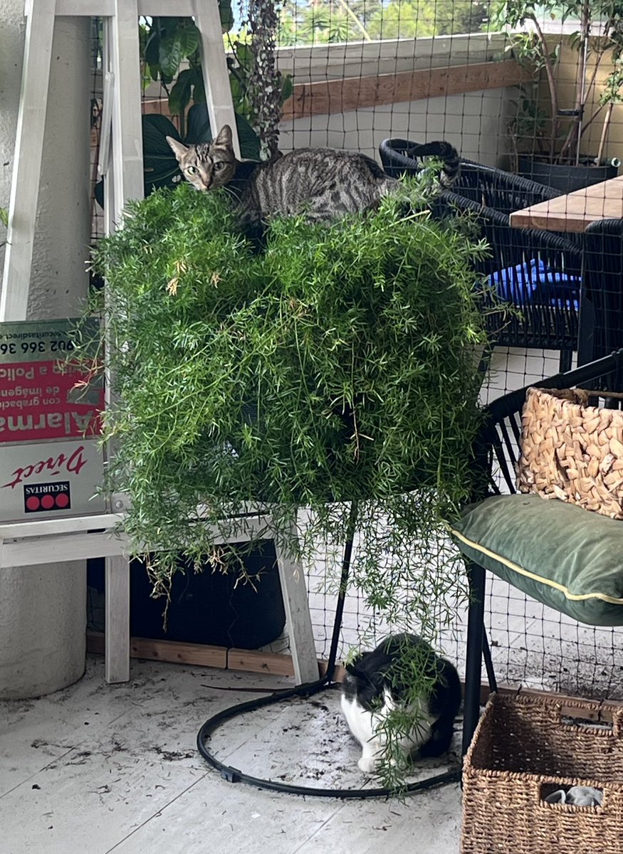 It’s still warm but hopefully not hot enough to need the ac anymore so I took the other side of the catio down. The cats loved digging in all the new old plants who have surprisingly survived with only two waterings in two months!