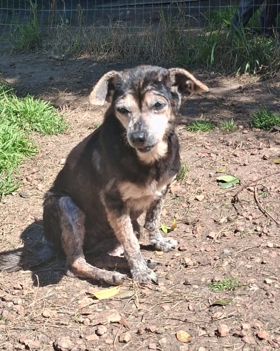 Si Susana supiera todo lo que se está moviendo por ella… 💚 o quizás lo intuye, porque se la ve más tranquila. Nuestra viejita ya tomó nexgard, ya cuenta con su alimento gracias a sus madrinas generosa, y vamos avanzando con sus estudios. Todavía nos falta cubrir la mitad del