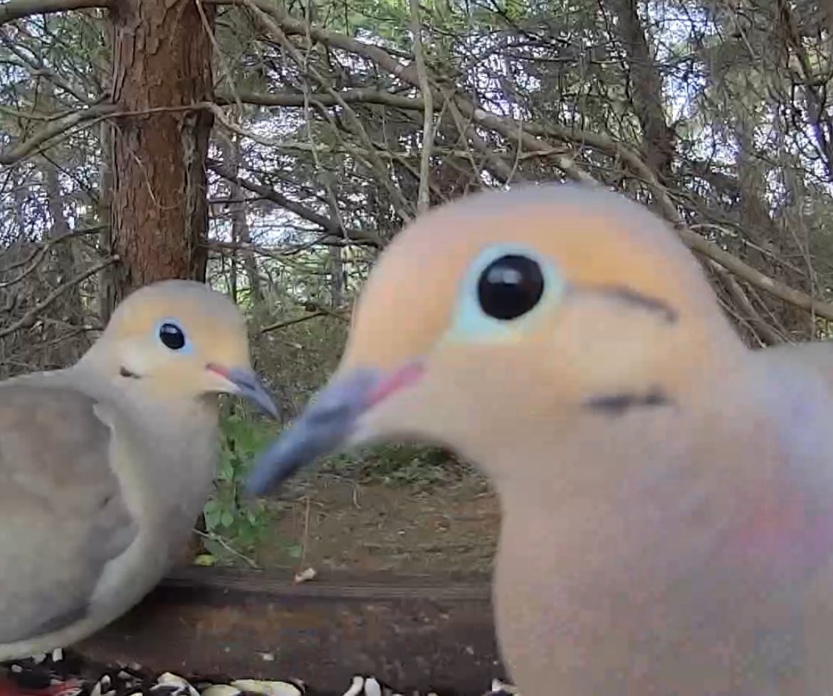 Birdaction (@birdaction1) on Twitter photo 