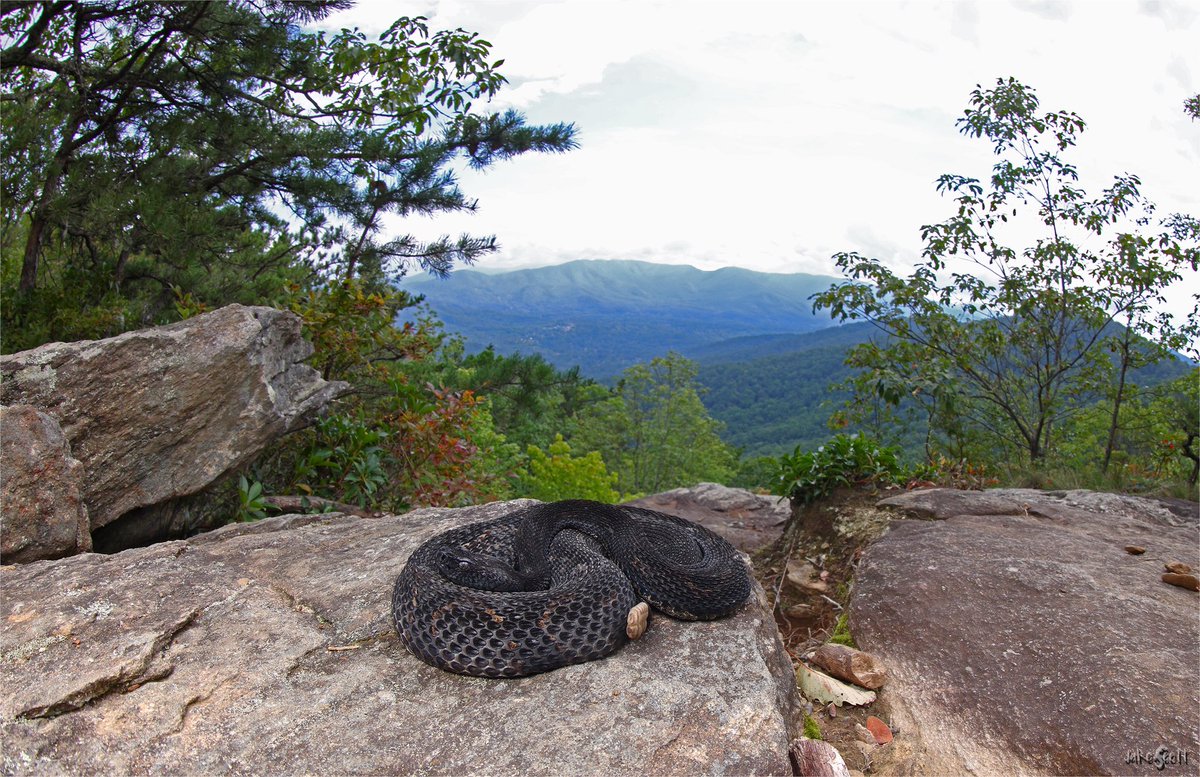 “One should always travel to the tops of mountains to see what they can see” - The Bear