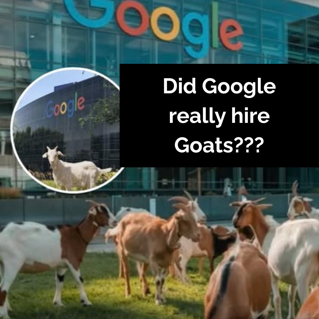 AlucidSolutions's tweet image. This unconventional experiment showed @Google&apos;s commitment to eco-friendly practices and its willingness to think outside the box (or pasture!). 🐐🌱

Learn more! alucidsolutions.com/post/tech-hist…

#alucidsolutions #googlegoats #ITinnovation #ITsolutions #itlifecyclemanagement #GreenIT