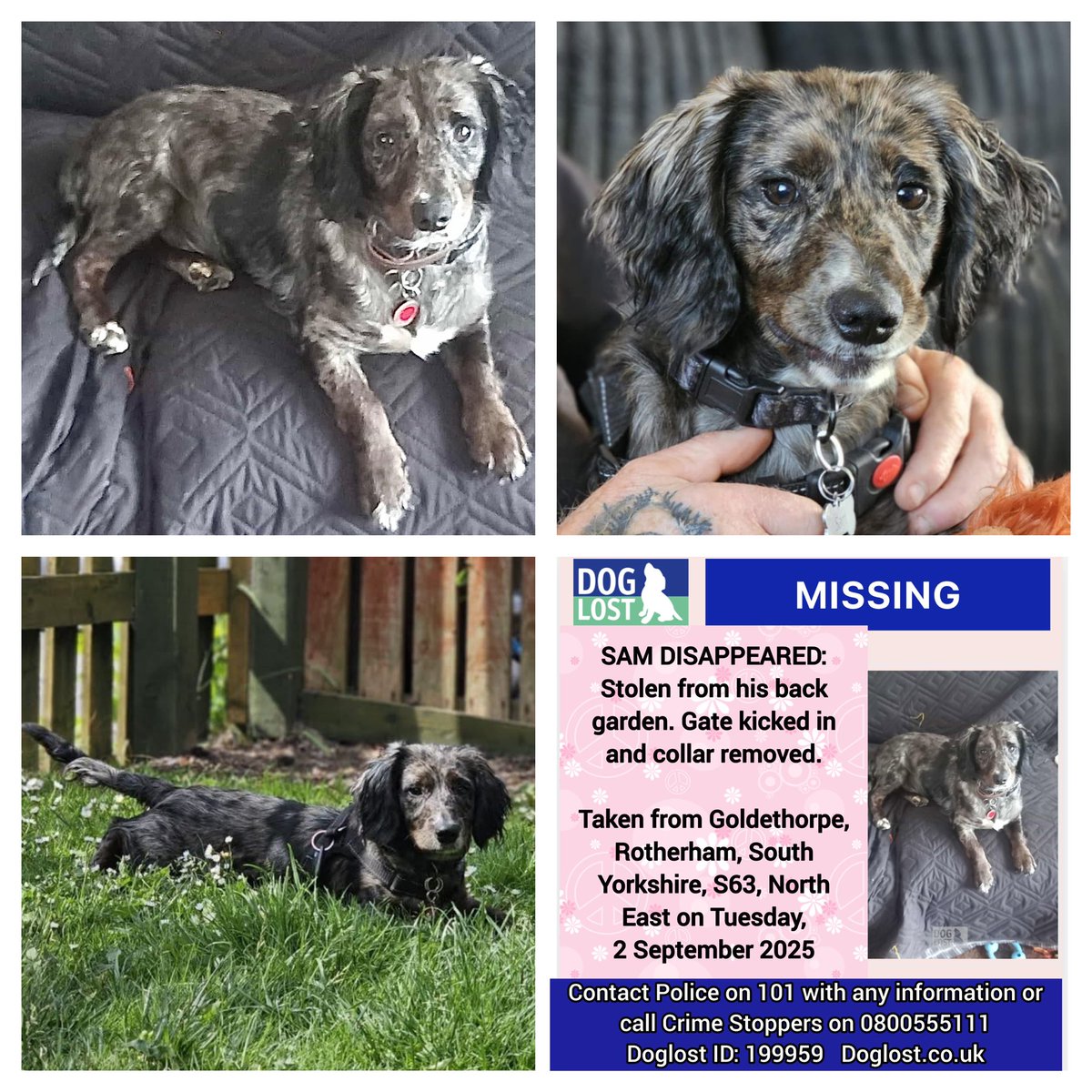 SAM DISAPPEARED: Stolen from his back garden. Gate kicked in and collar removed. 

Taken from #Goldethorpe, #Rotherham, South Yorkshire, S63 on Tuesday 
2 September 2025

Male, Dachshund, merle, #Puppy.
Doglost website: doglost.co.uk/dog/199959

Contact <a href="/syptweet/">South Yorkshire Police</a> Police on 101