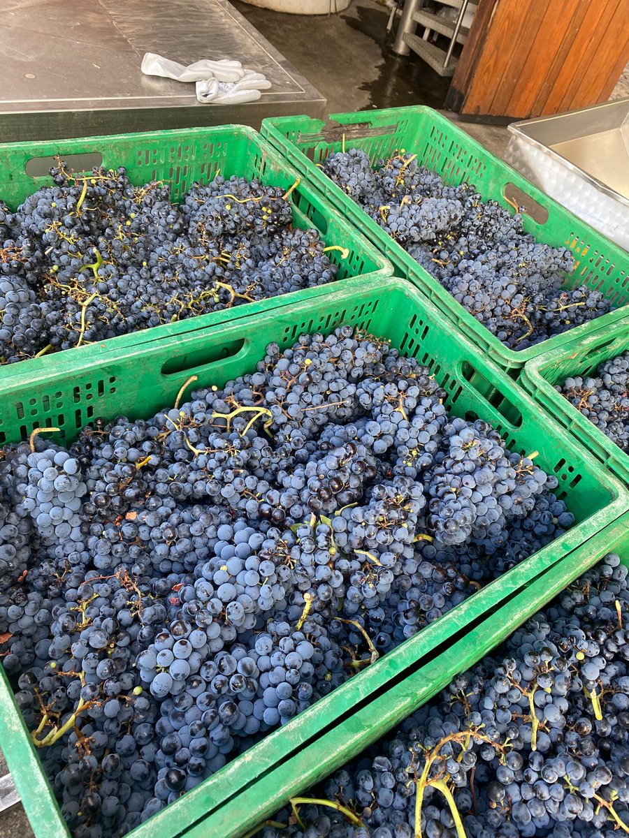 Se acabaron las fiestas pero sigue la vendimia 😜 #vendimia2025