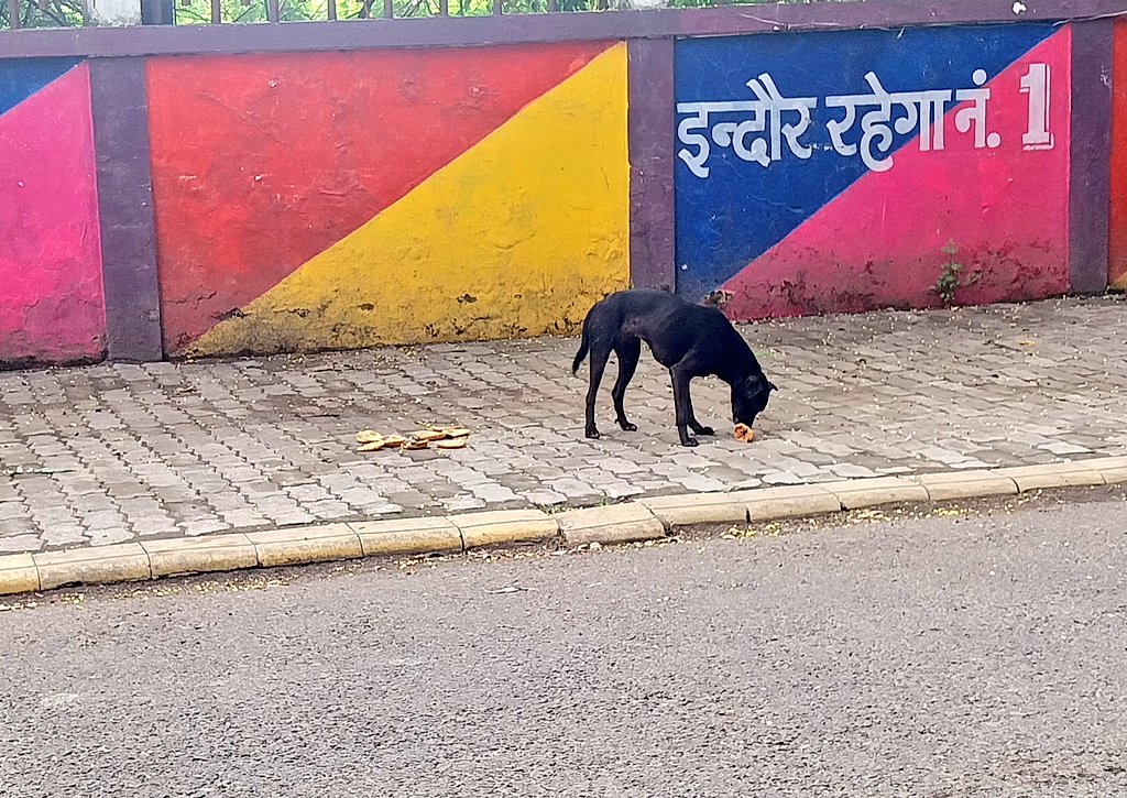 श्राद्ध हैं तो कालू के लिए किसी इंदौरी की श्रद्धा जाग गई...पितरों तक पुण्य जो पहुंचाना है उसके बाद तो कालू को कटखना बताकर शेल्टर पहुंचा ही देंगे..!! 
#SaveIndianDogs #SaveDogs 
#straydogs #pitripaksha