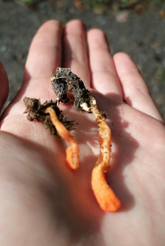 Parasitäre Pilze an Bäumen sind ja nicht allzu unüblich, und vom Fußpilz hat man auch schon gehört - aber habt ihr schon mal einen Pilz gesehen, der als Parasit auf Tieren lebt? Gemeint ist die Puppen-Kernkeule (Cordyceps militaris), die Raupen und Puppen verschiedener