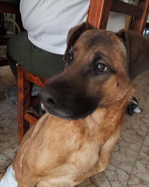 ¡Necesitamos tu ayuda para Juan Pedro!
Él está en guardería y trabajando con un educador canino para mejorar su bienestar y calidad de vida📷
Para poder cubrir estos gastos, necesitamos colaboraciones económicas. Cada aporte, por más pequeño que sea, hace la diferencia.

SIGUE👇