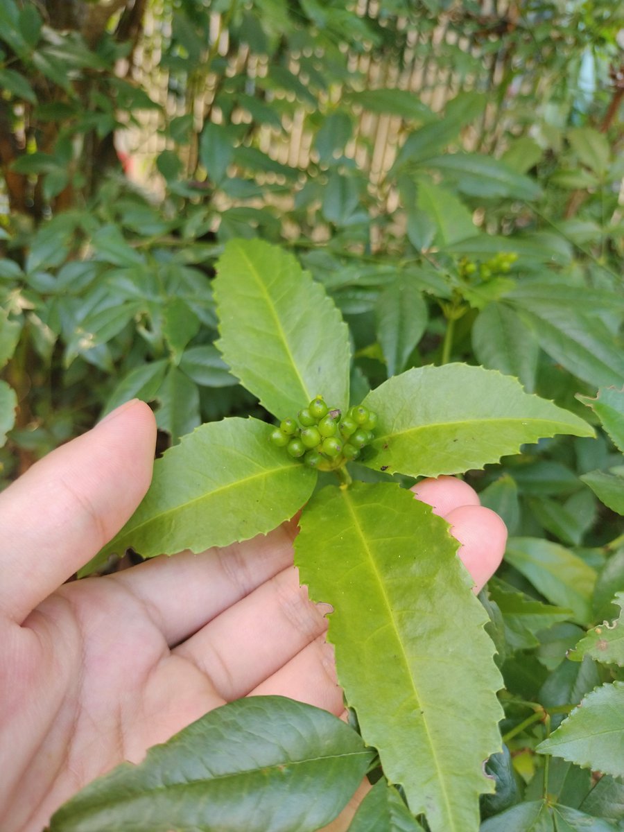 千両の実を 適当にばら撒いたら生えてきました。木陰の涼しいところが好きかもね✌️