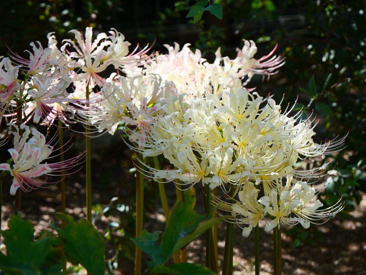 この白き彼岸花この世を照らす
このしろきひがんばな　このよをてらす

白煙のごとく白花曼珠沙華
はくえんのごとく　しろばなまんじゅしゃげ

神々の水引細工曼珠沙華　石井弘子