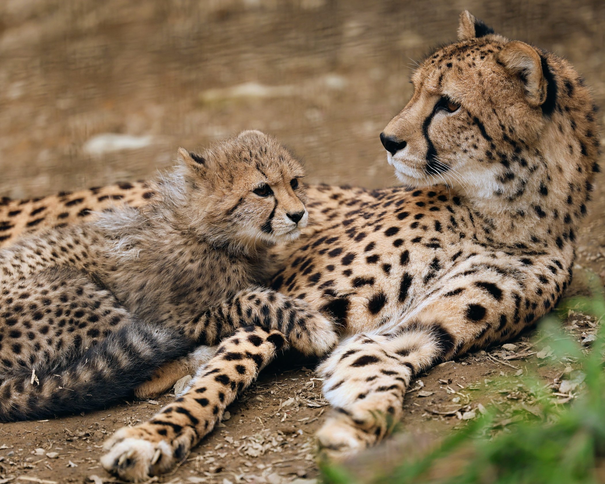 アシモフ選集 生物編3 人種とは 1981年撮影 航空フォト(飛行機 写真・画像)