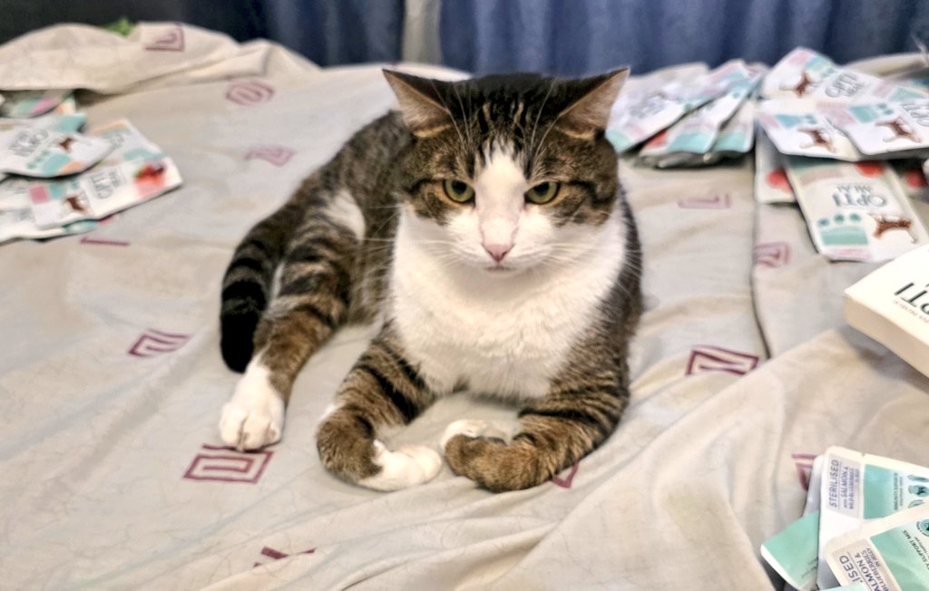 Just look at these paws. Have you ever seen cats put their paws palms up?