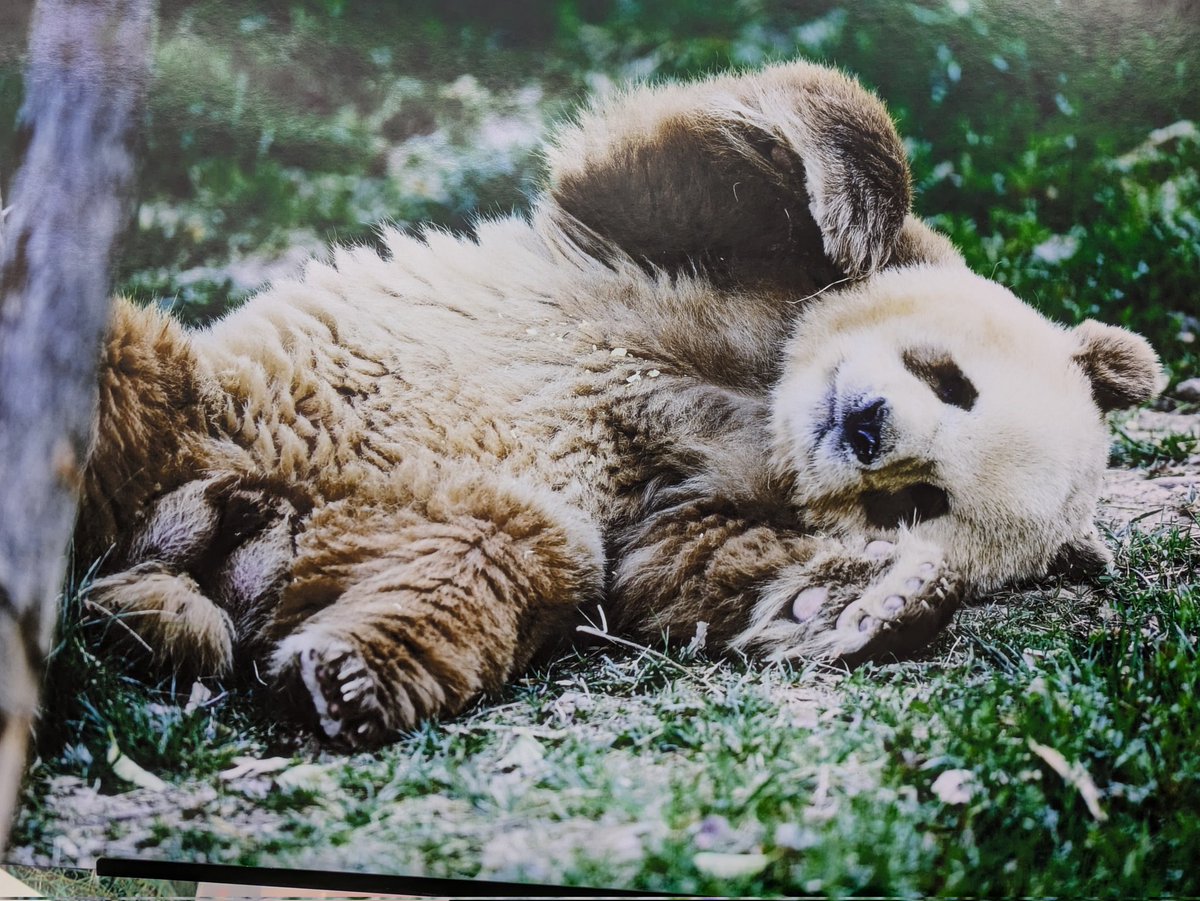 パンダちょう kuroshio-panda-train-big.jpg