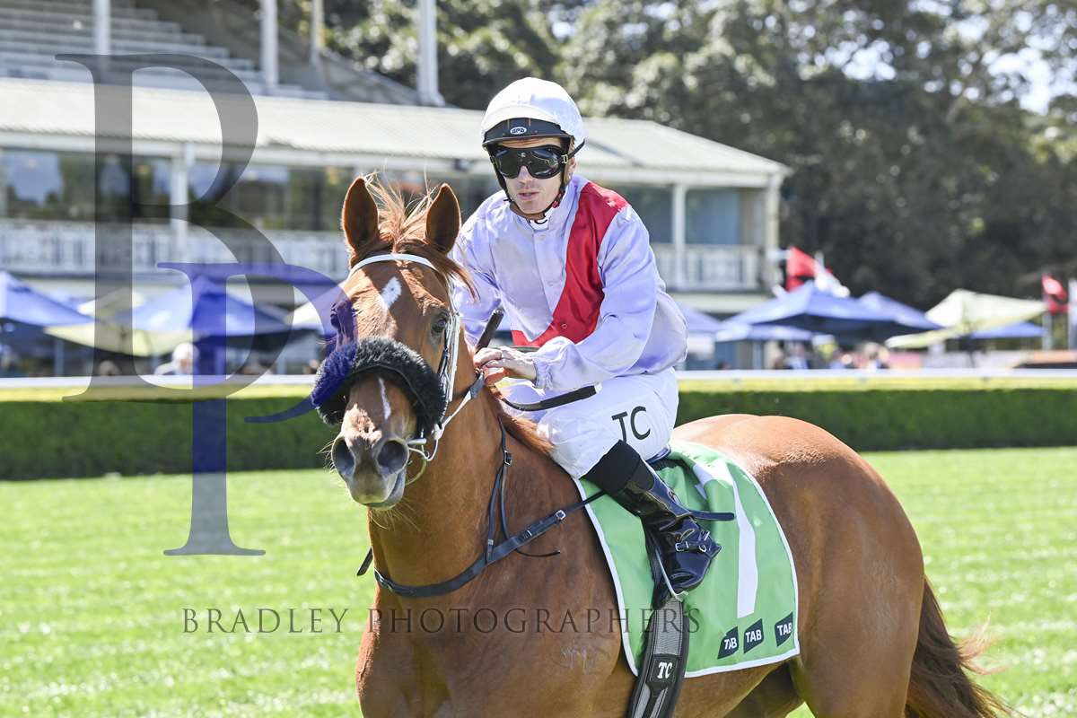 Scott Collings Racing tweet media