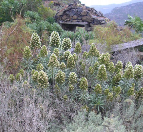 Steve Andrews tweet media