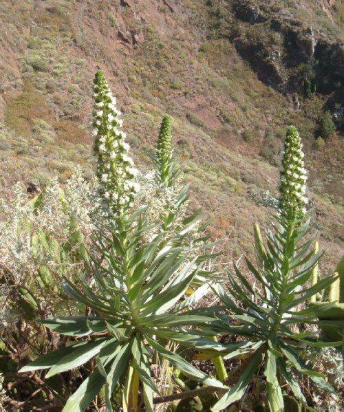 Steve Andrews tweet media